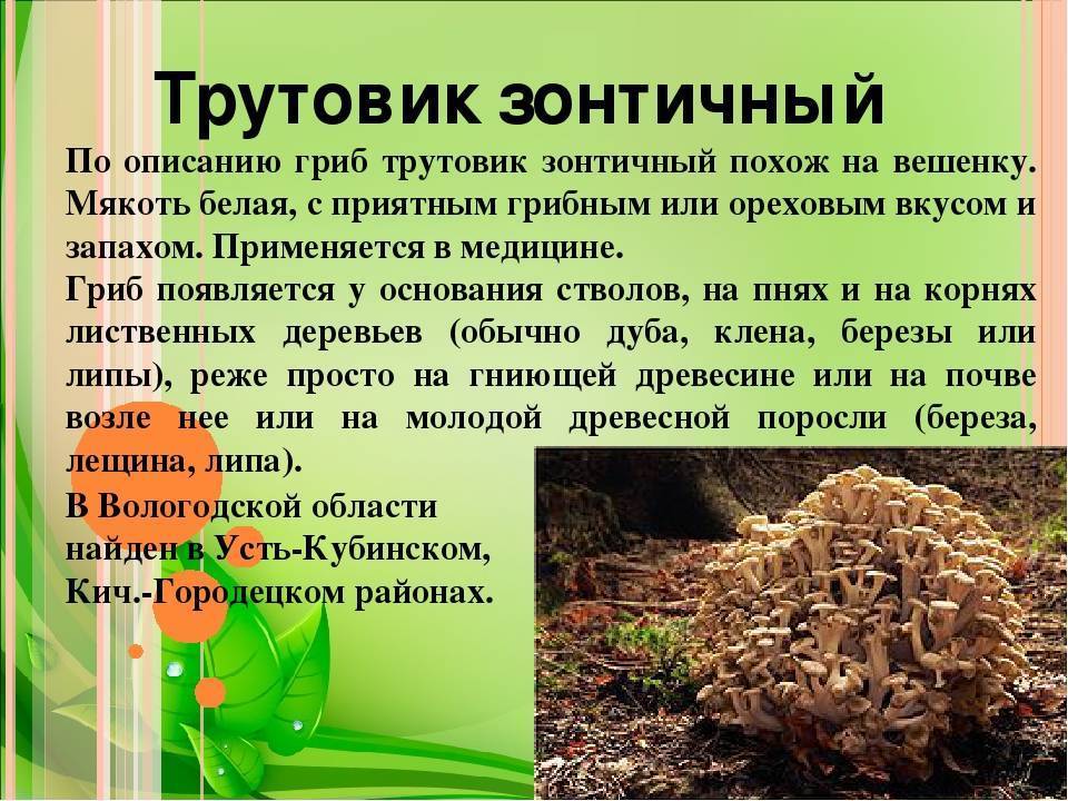 Древесные грибы - фото и описание, польза и вред, как выглядят и где растут