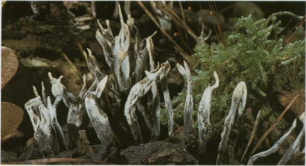Ксилярия многообразная (xylaria polymorpha)