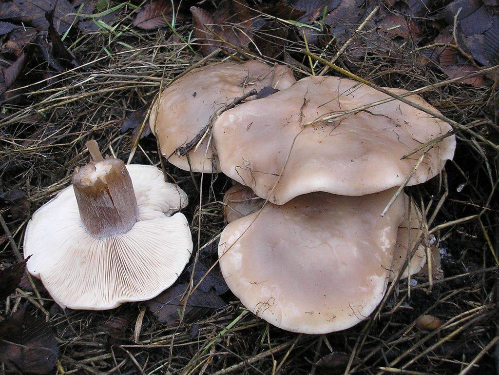 Редкий гриб лейкопаксиллус лепистовидный