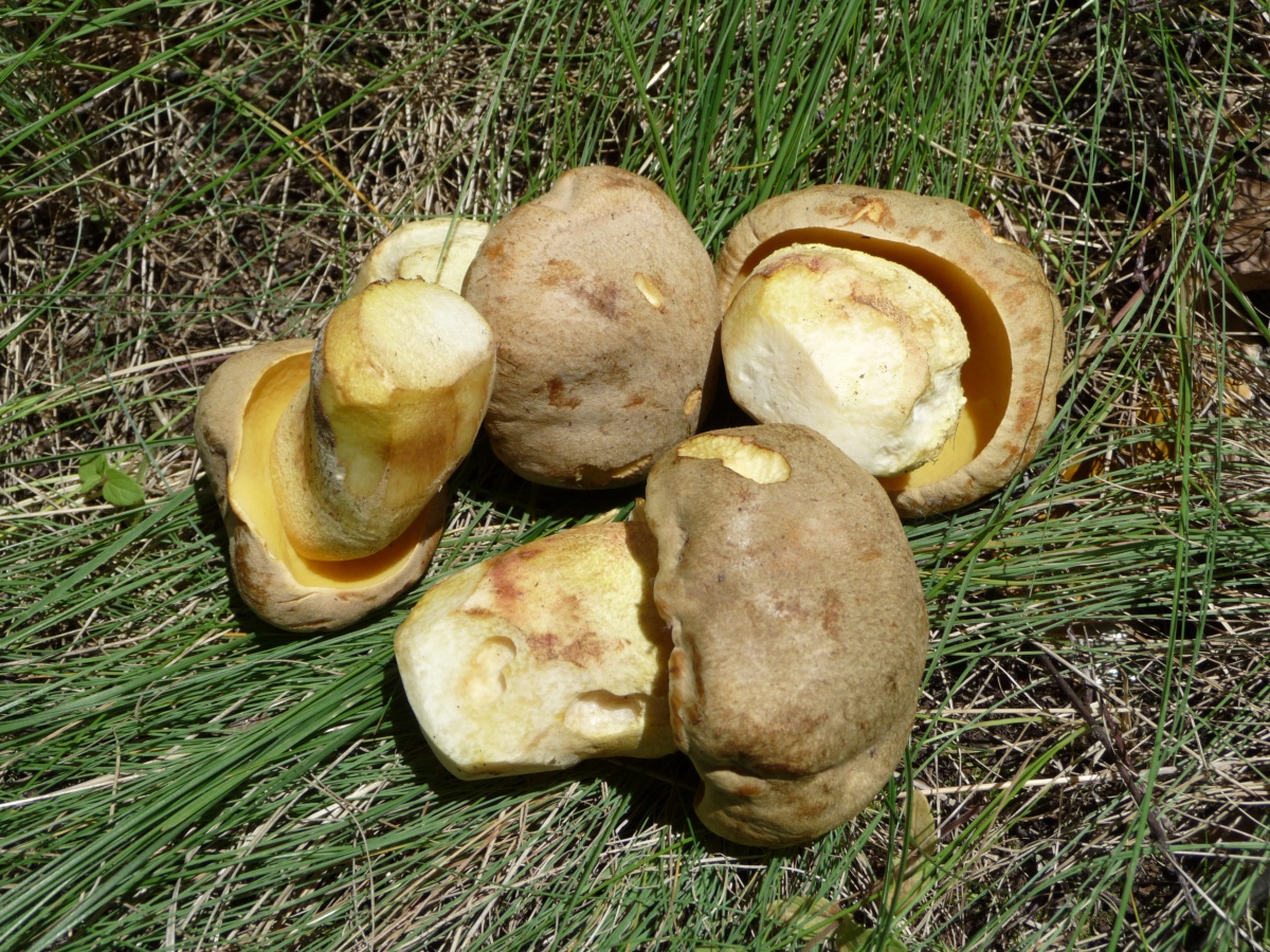 Белый гриб дубовый (boletus reticulatus): описание, где растет, как отличить, фото и сходные виды