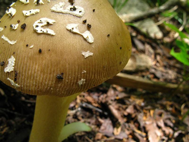 Поплавок желто-коричневый или оранжевый мухомор (amanita fulva): фото и описание гриба, где растет
