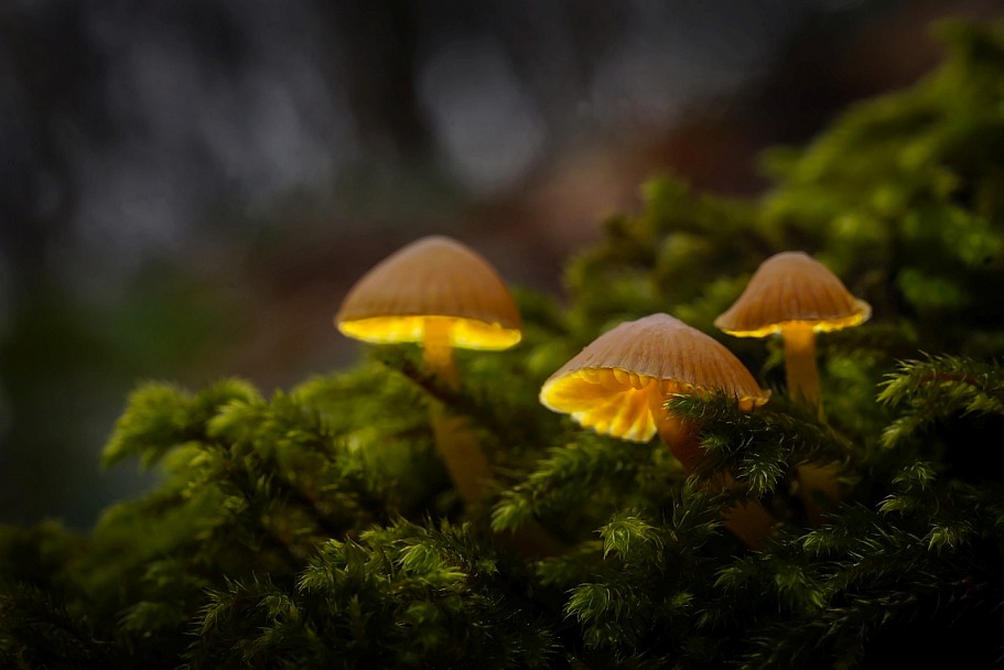 Ядовитые (несъедобные) грибы: фото, название, описание типичных представителей