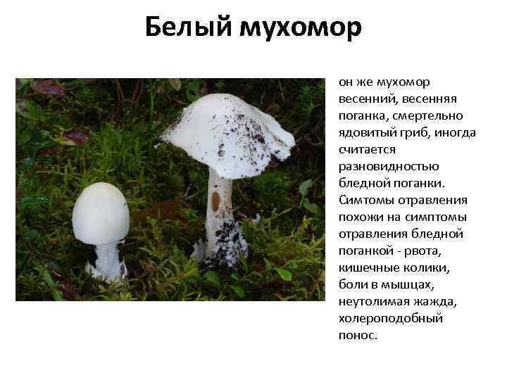 Весенние грибы: какие и где можно найти в россии