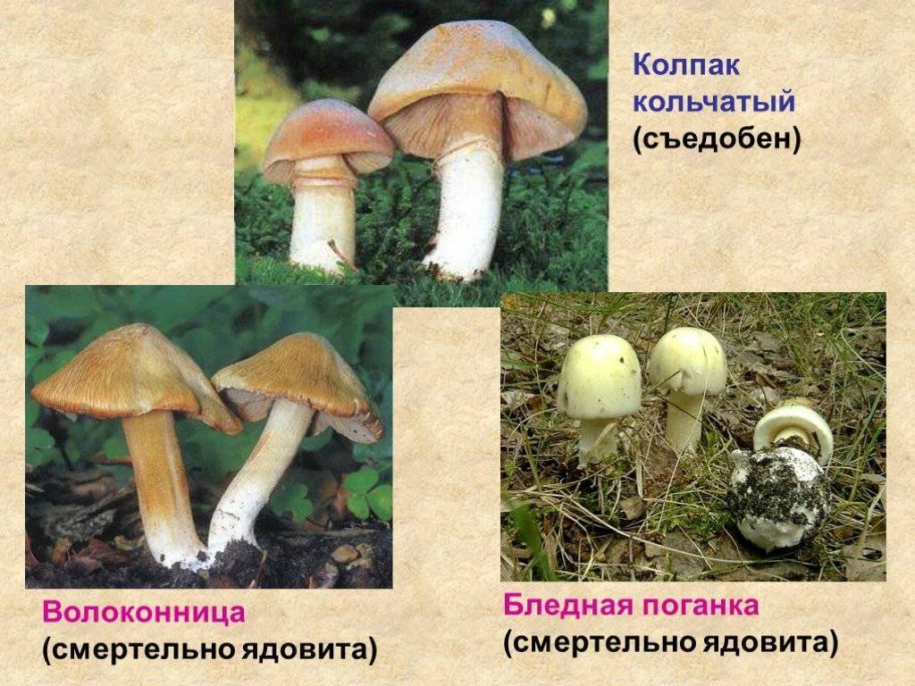 Грибы турки как приготовить. грибы колпаки: полезные свойства и их рецепты приготовления