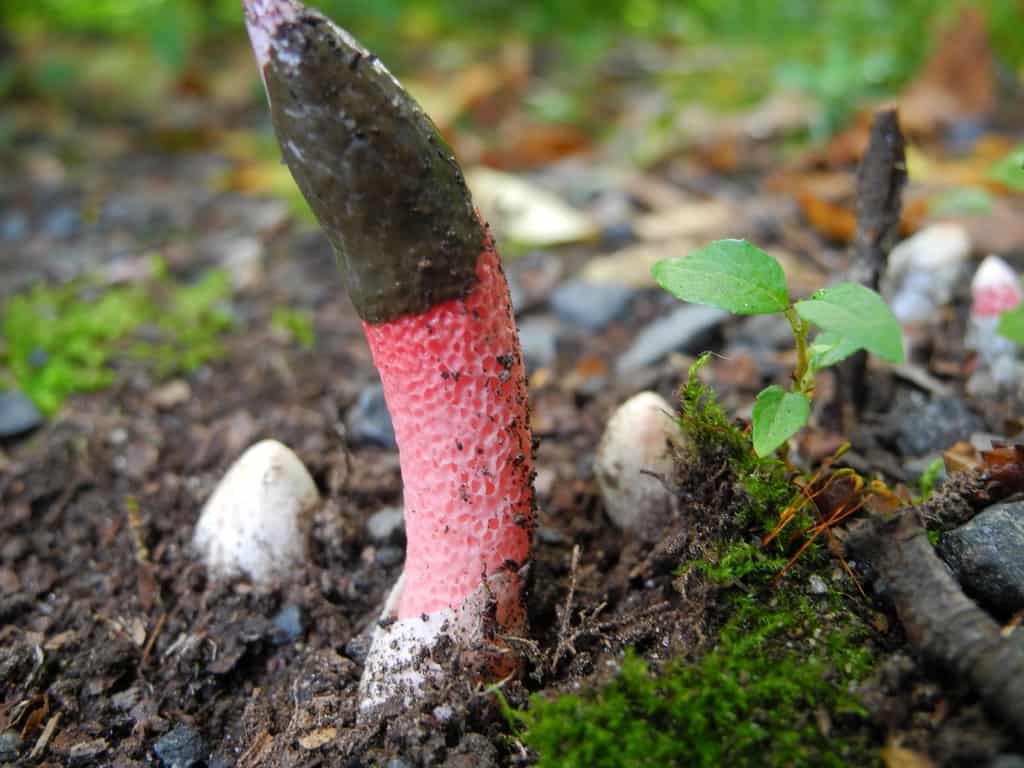 Веселка равенелли — описание гриба , где растет, похожие виды, фото