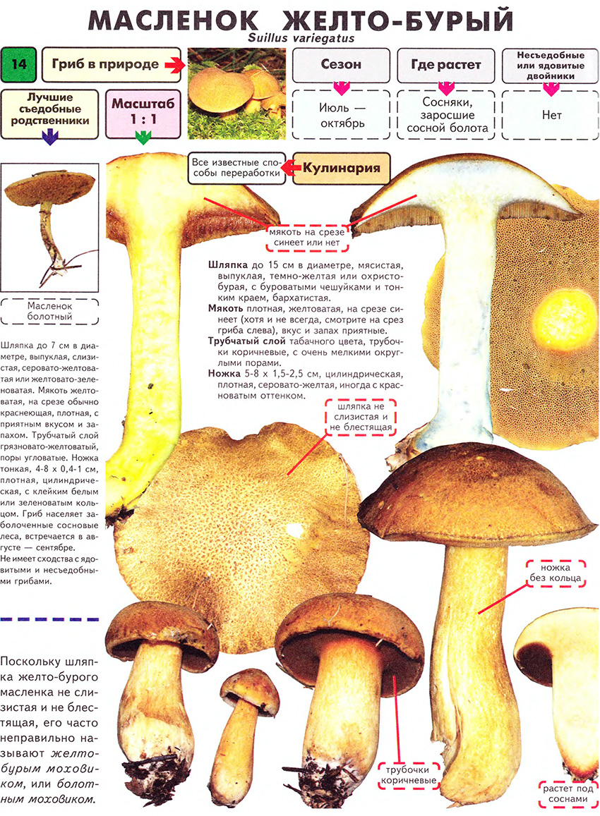 Названия съедобных и несъедобных грибов с картинками + видео