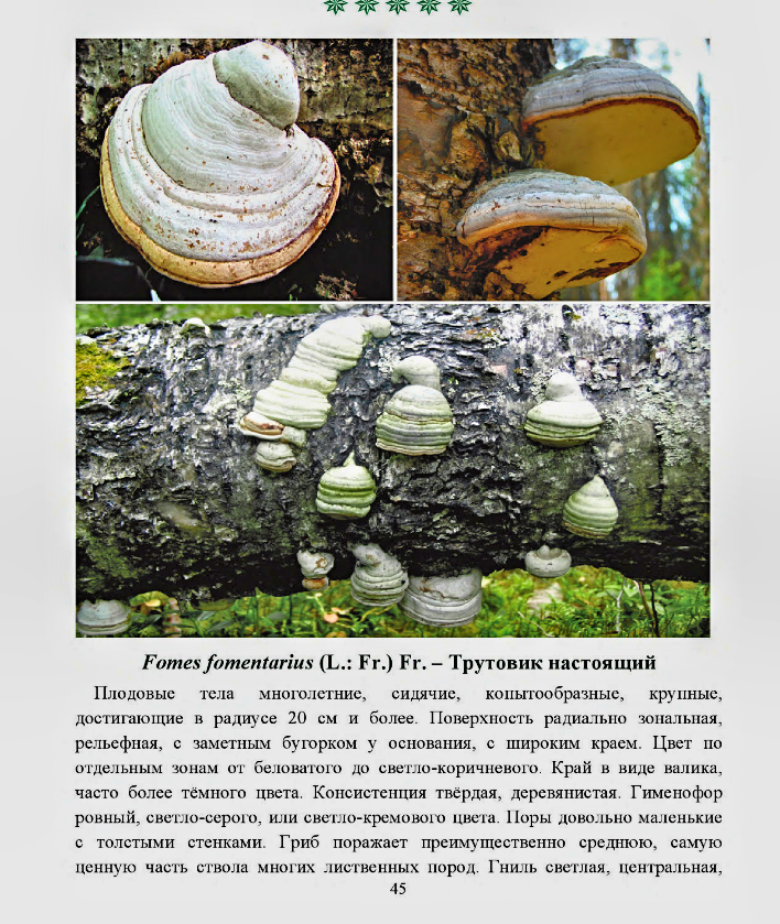 Строфария сине-зеленая:  описание, фото, съедобность гриба