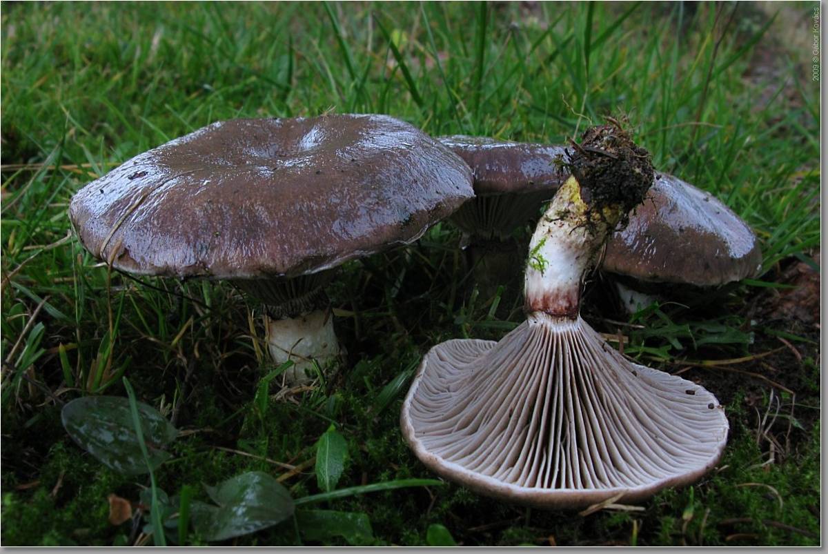 Мокруха еловая - описание, где растет, ядовитость гриба