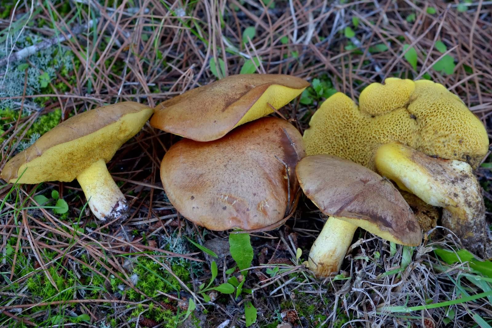 Грибы маслята - 75 фото определения съедобных и полезных грибов
