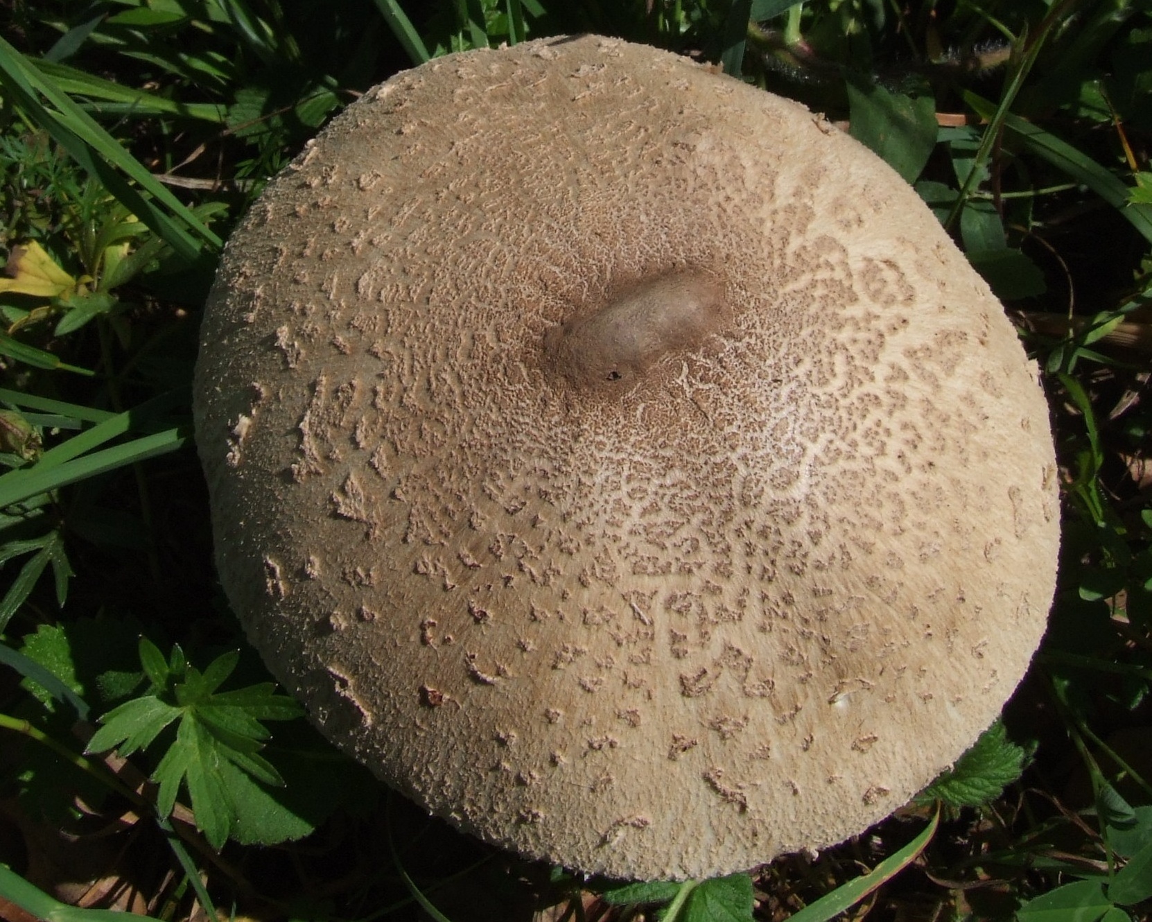 Зонтик пёстрый (macrolepiota procera): описание, где растет, как отличить, фото и сходные виды