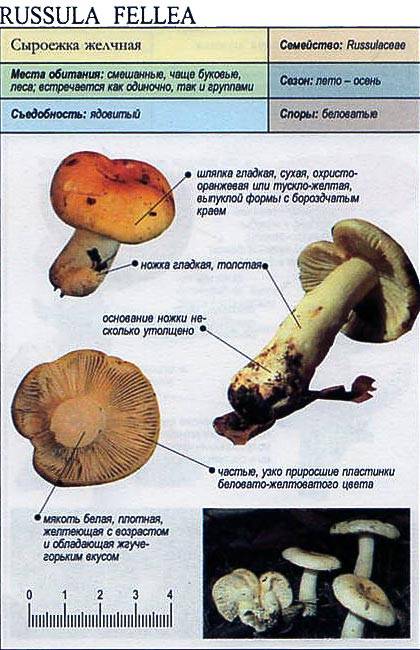 Сыроежки, сыроежки фото и описание, гриб сыроежка фото и описание | «грибопедия» информационный сайт