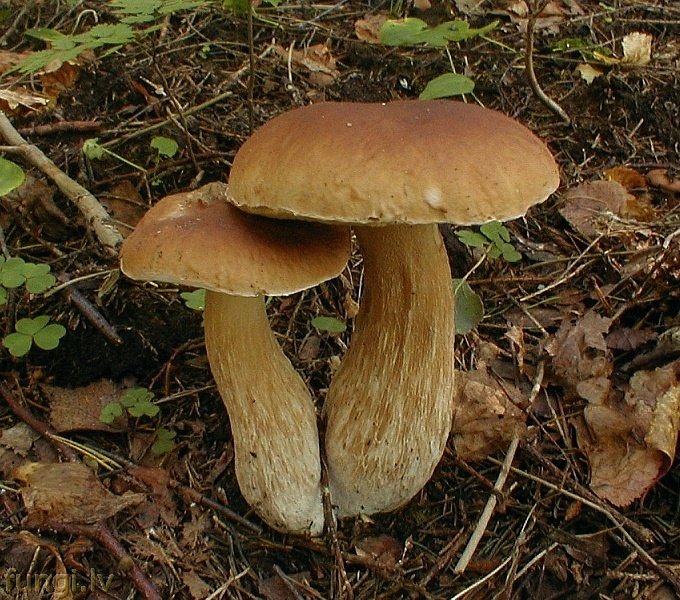 Белый гриб: где растет, когда собирать, подробное описание с фото