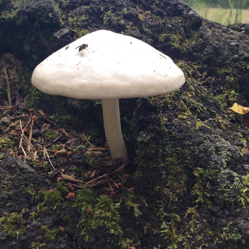 Редкий и вкусный боровик — полубелый гриб