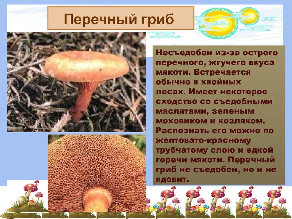 Как приготовить перечный гриб. перечный гриб | здоровье человека