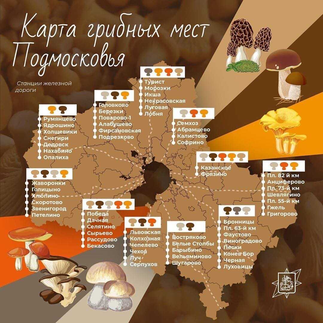 Грибы ульяновской области 2023: когда и где собирать, сезоны и грибные места