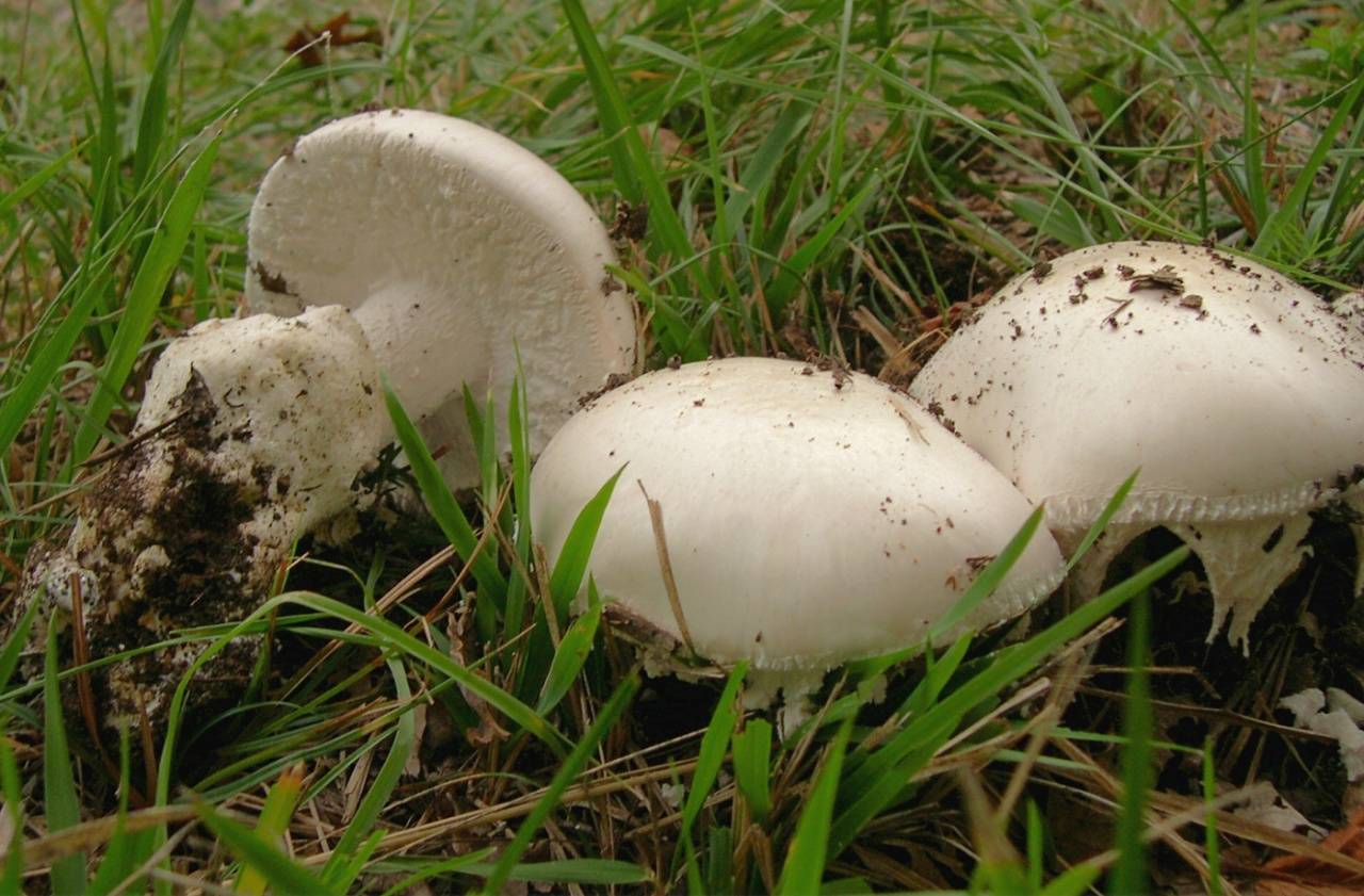 Мухомор яйцевидный: описание, фото гриба — викигриб