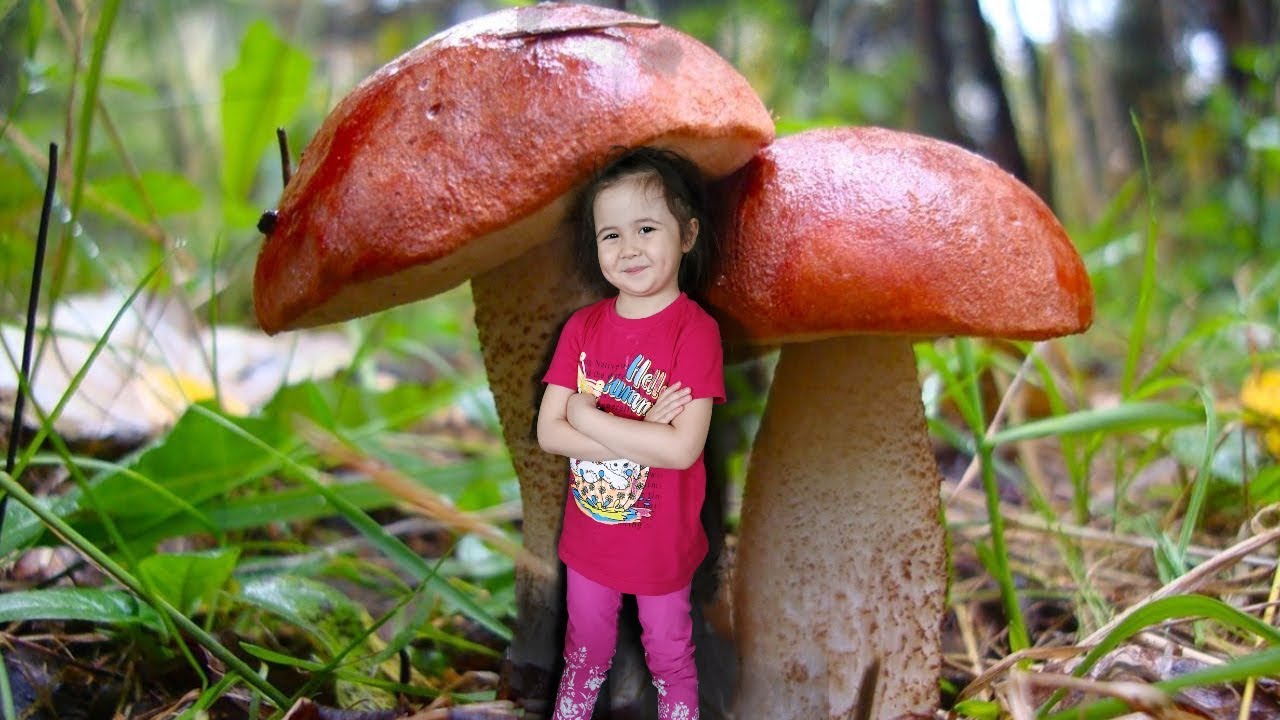 Самый большой гриб в мире, топ 10 — викигриб
