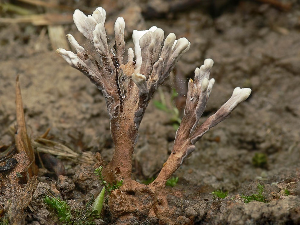 Brush telephon (thelephora penicillata): what mushrooms look like, where and how they grow, are they edible or not - housework - 2023