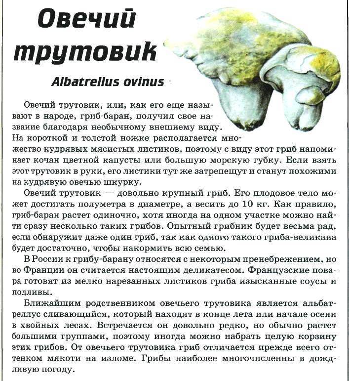Гриб альбатреллус сливающийся лечебные свойства - sun-roze.ru