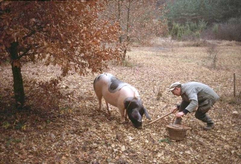 Почему трюфели ищут свиньи?