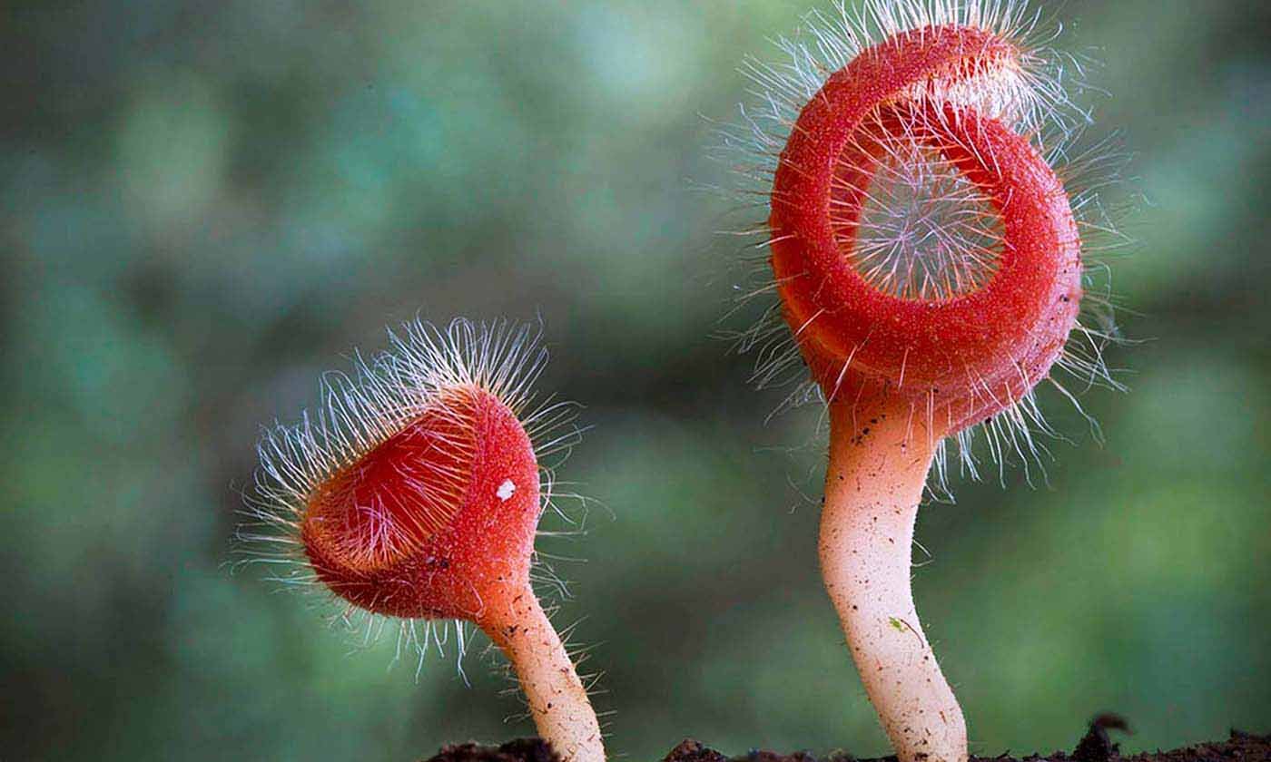 Необычные грибы, словно из фантастического романа - zefirka
