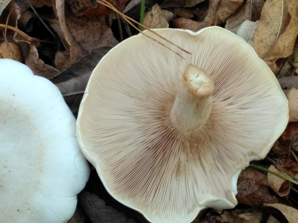 Рядовка одноглазая: гриб с ограниченными возможностями в кругу сородичей | это грибы! | дзен
