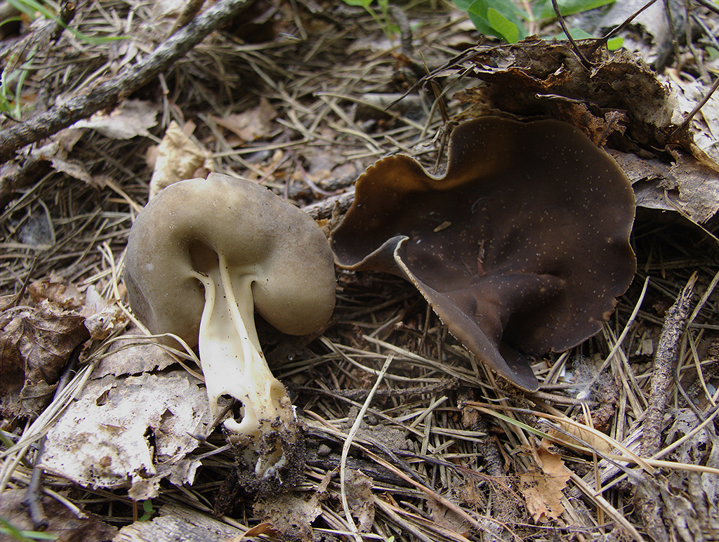 Лопастник бокальчатый — малоизвестный съедобный гриб | огородники