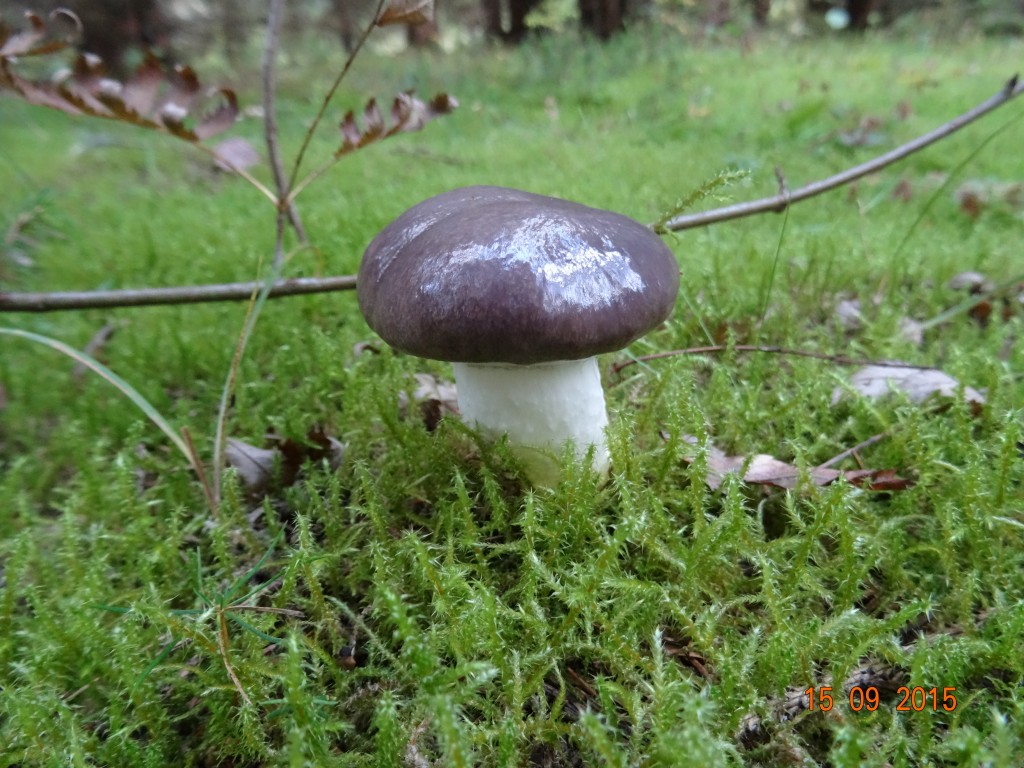 Съедобные и ядовитые луговые грибы