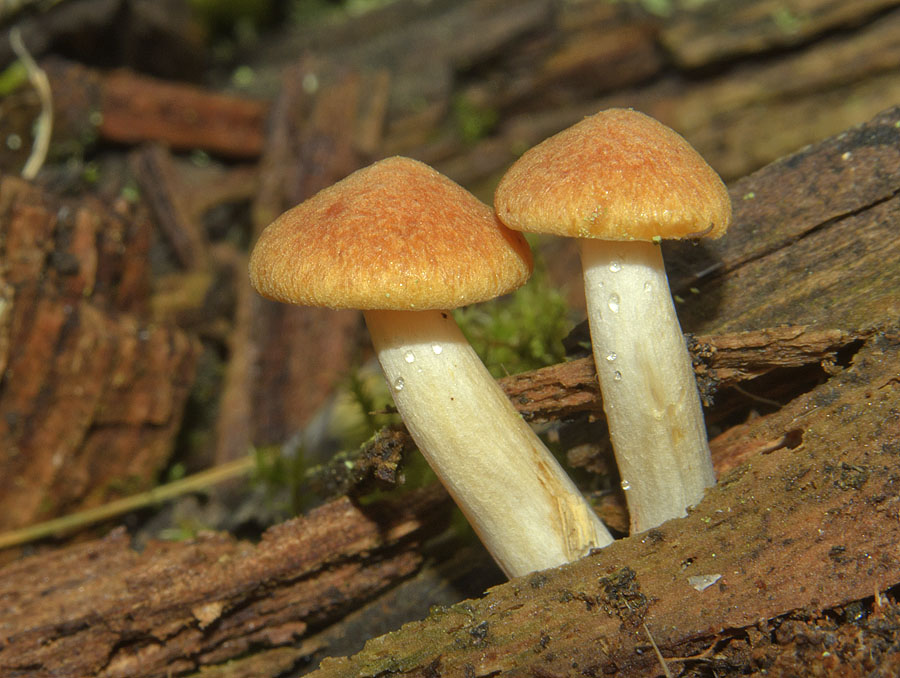 Гимнопил юноны (gymnopilus junonius) съедобный гриб или нет?