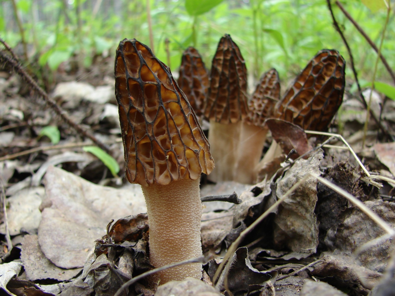 Сморчки – описание грибов, фото, где растут, виды, съедобность