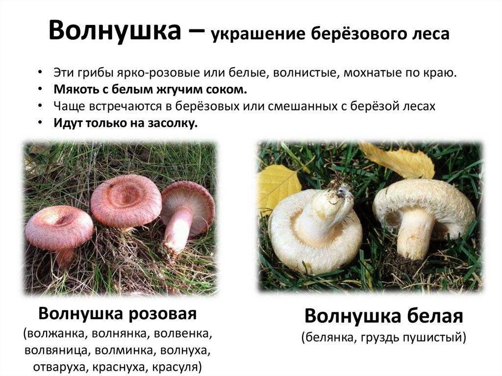Грузди — съедобные грибы: фото и описание