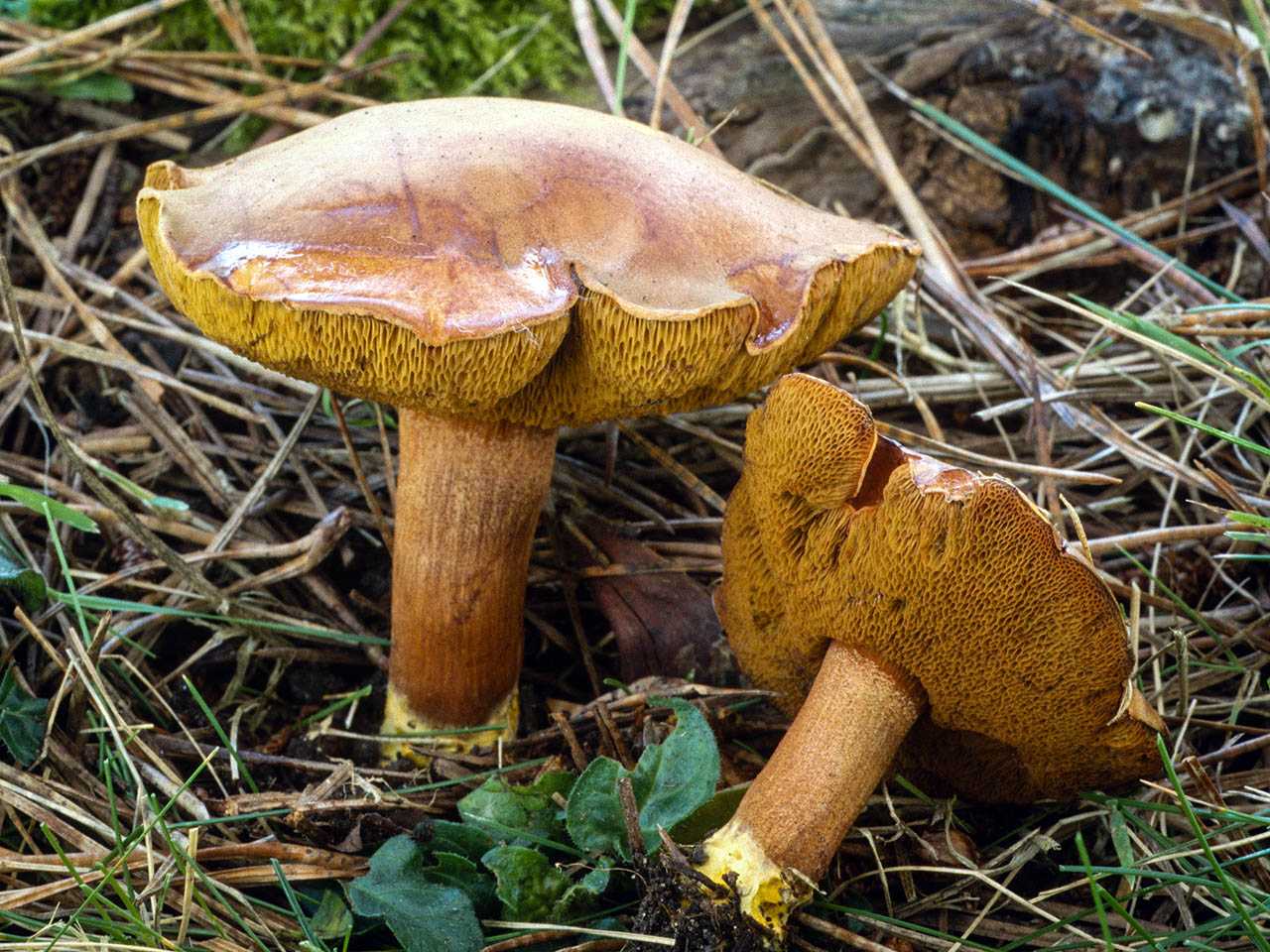 Перечный гриб: +17 фото и описание, съедобный или нет? — викигриб