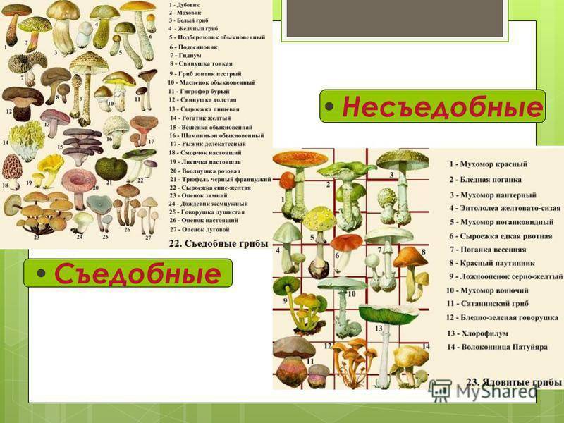 Блины с грибами - 17 домашних вкусных рецептов приготовления