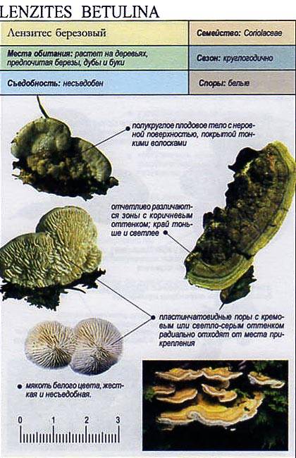 Береза пушистая, или белая — betula pubescens/betula alba. | russianpermaculture.ru