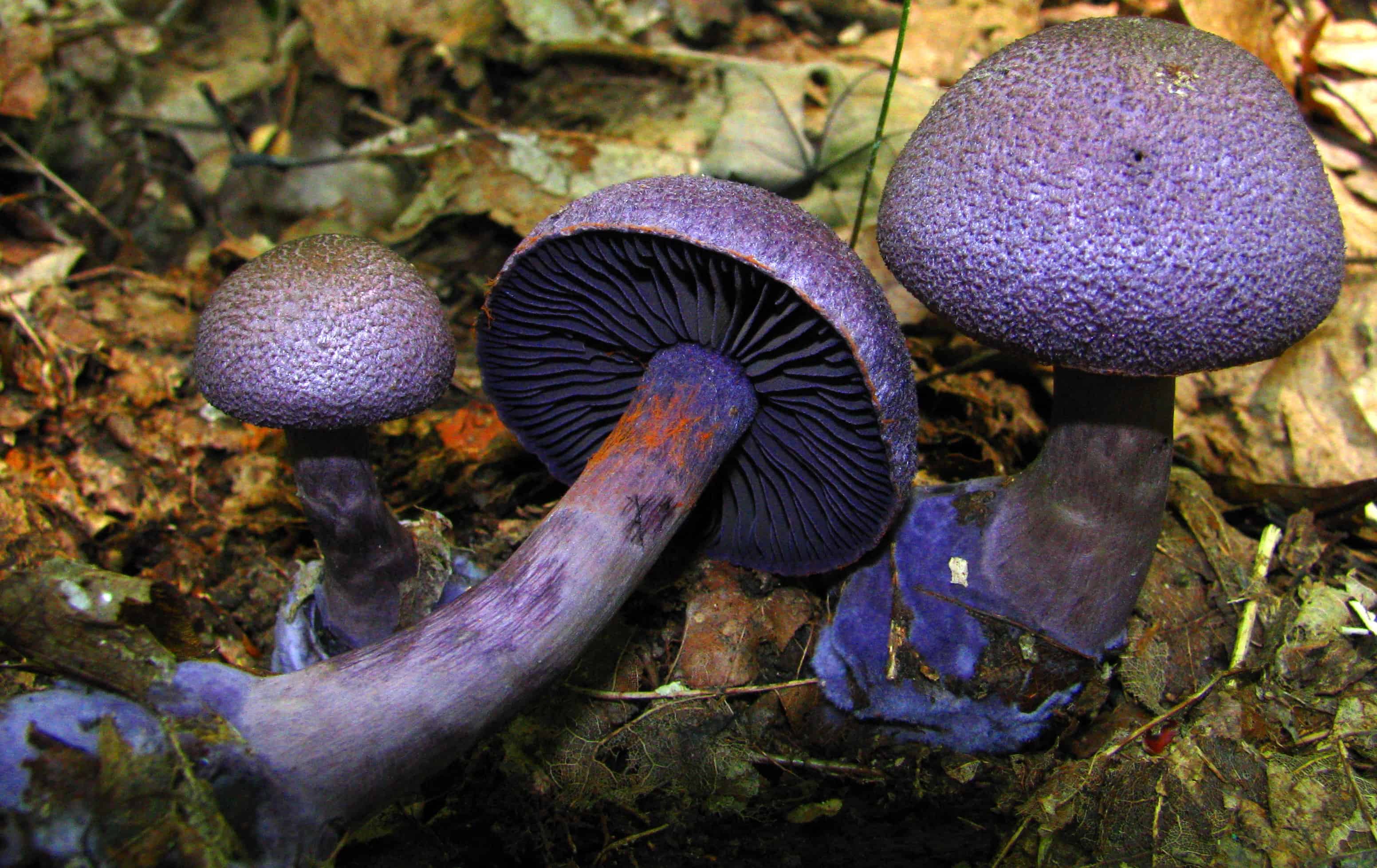 Фиолетовый гриб - особенности и интересные факты - грибы собираем