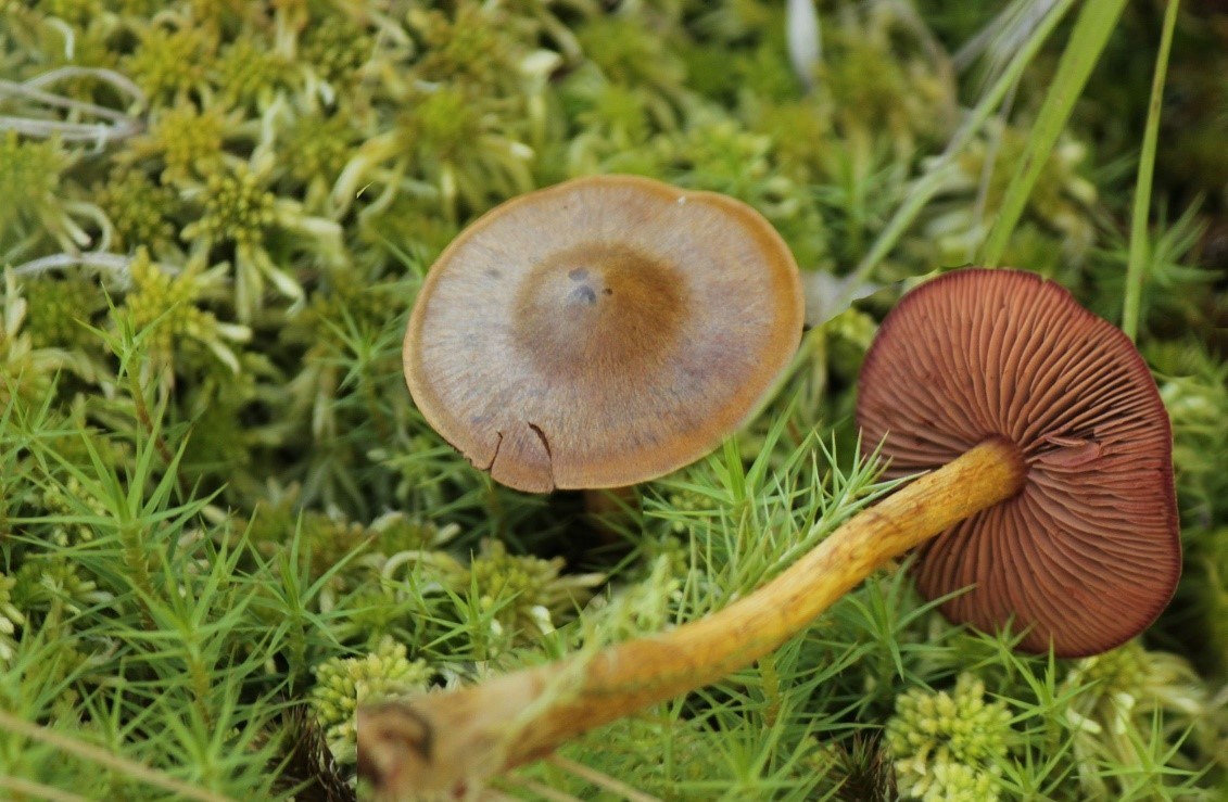 Паутинник шафрановый (cortinarius croceus) – грибы сибири