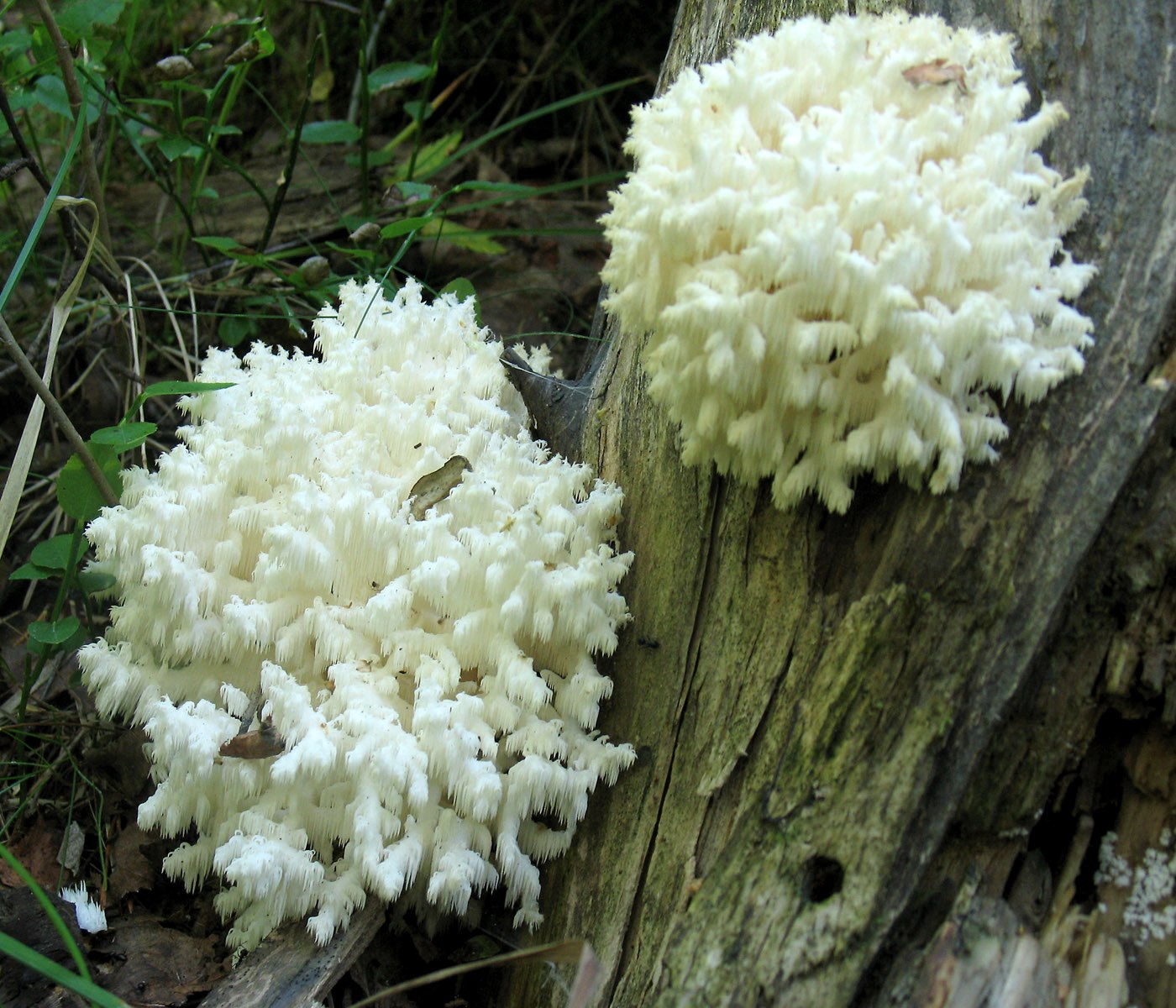 Ежовик коралловидный (hericium coralloides): описание, где растет, как отличить, фото и сходные виды