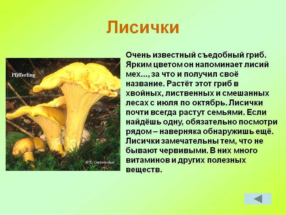 Лисичка бархатистая (cantharellus friesii): фото и описание гриба, где растет