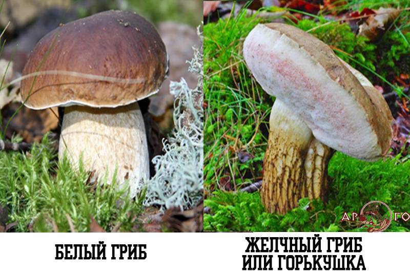 Разбор всех грибов белого цвета