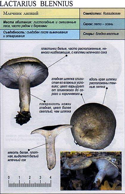  розовый гриб волнушка: описание, полезные свойства и противопоказания +фото и видео