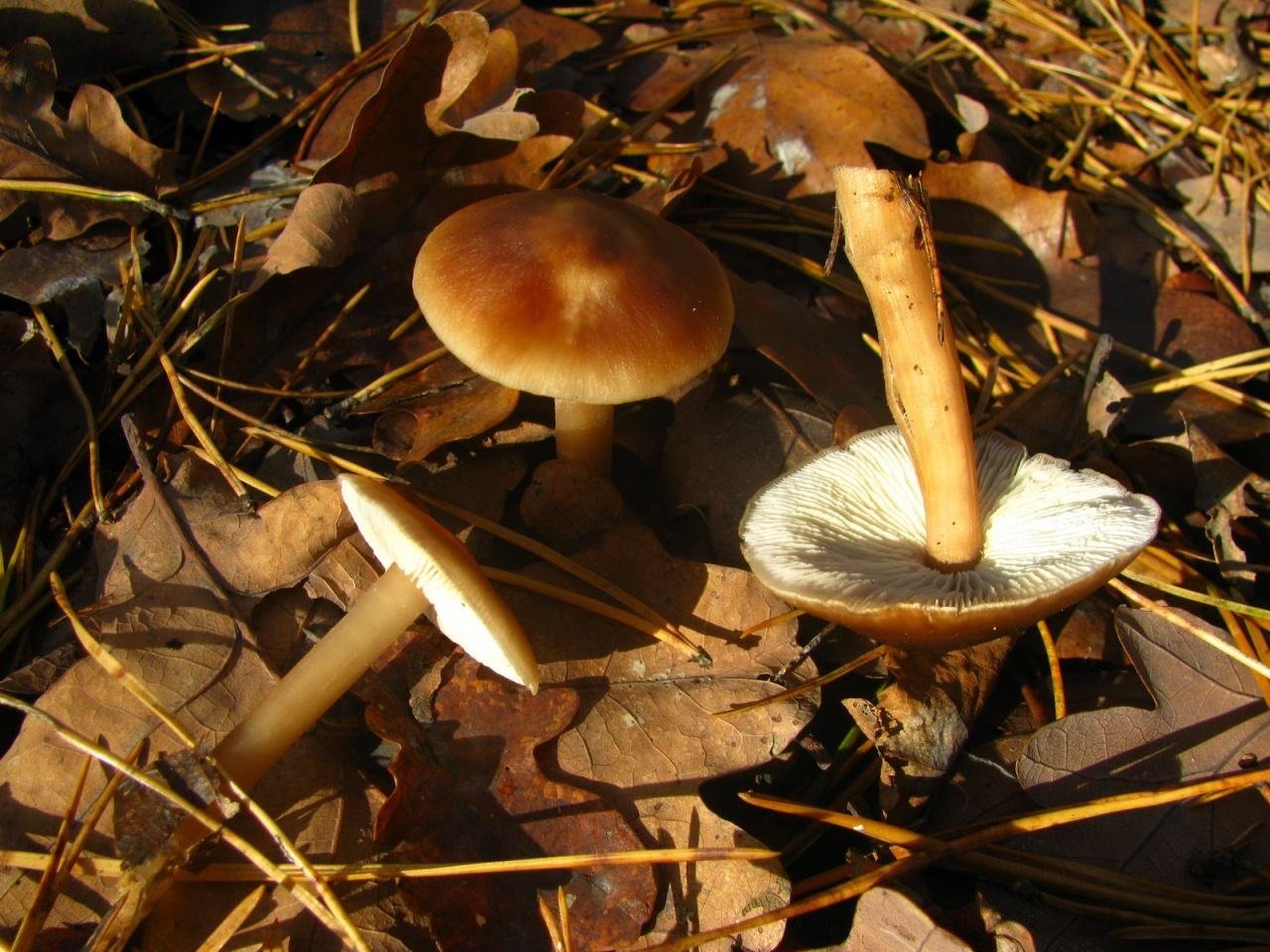Опенок весенний или коллибия лесолюбивая (gymnopus dryophilus): описание, фото и как готовить этот гриб