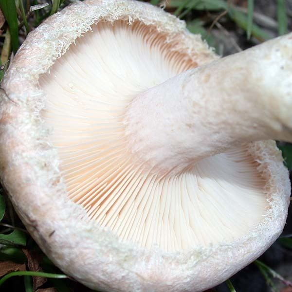 Гриб белянка – белая принцесса русского леса - грибы собираем
