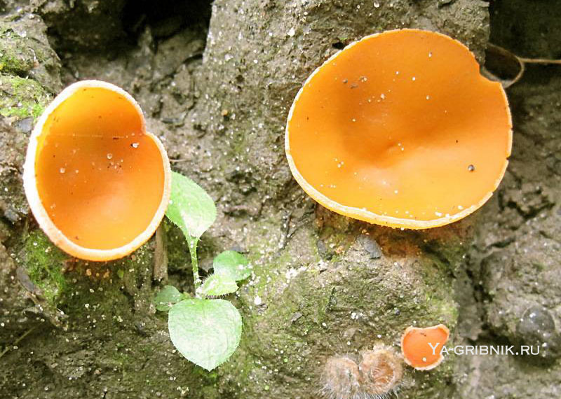Алеврия оранжевая: описание вида и где растет, фото
