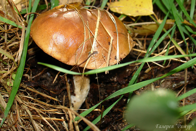 Маслёнок белый (suillus placidus): фото, описание и где растет этот гриб