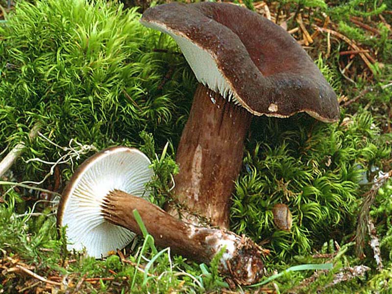 Где растут грибы в березняке, хвойных лесах, на лугах