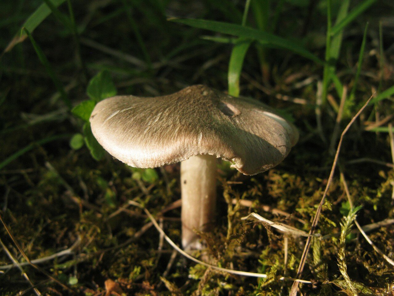 Рядовка голубиная или сизоватая (tricholoma columbetta): фото, описание, как готовить гриб