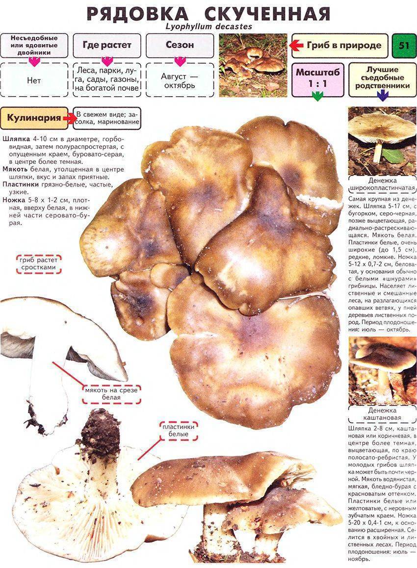 Лиофиллюм симедзи (lyophyllum shimeji) – грибы сибири