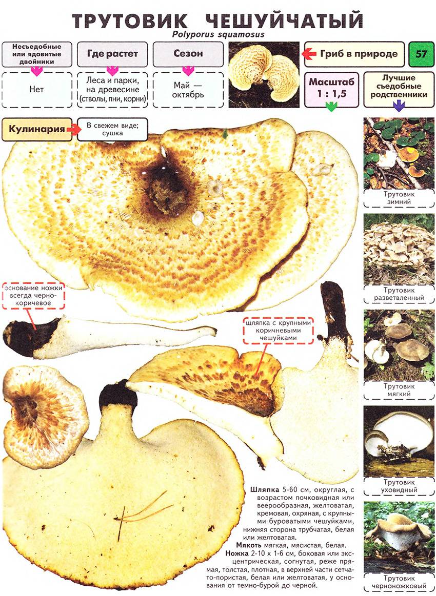 Шахтный гриб (tapinella panuoides) фото и описание