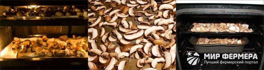 Как сушить грибы в домашних условиях правильно, какие можно и нельзя сушить