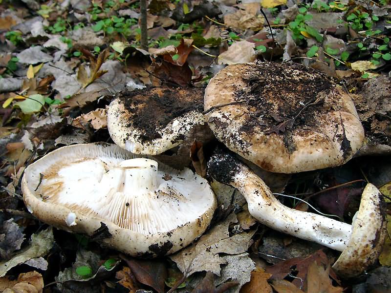 Рядовка тополевая (подтопольник): особенности гриба